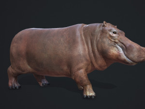 hippopotamus - game ready 3D Модель