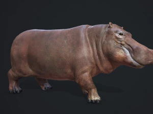 hippopotamus - game ready 3D Model