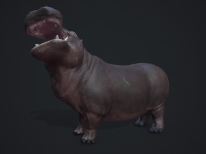 hippopotamus - game ready 3D Модель