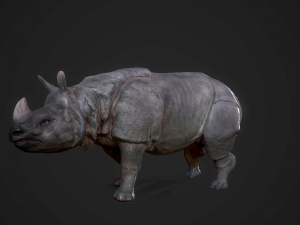 indian rhinoceros - game ready 3D-Modell