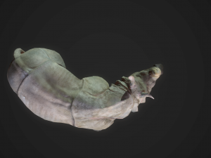 indian rhinoceros - game ready 3D-Modell