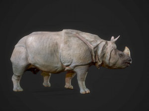 indian rhinoceros - game ready 3D-Modell