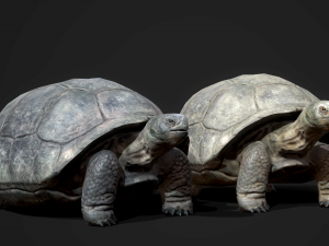 galapagos tortoise - game ready Modelo 3D