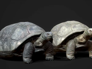 galapagos tortoise - game ready 3D Model