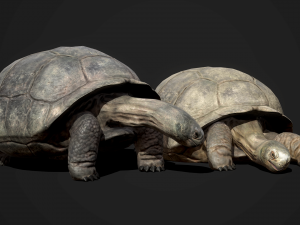 galapagos tortoise - game ready Modelo 3D