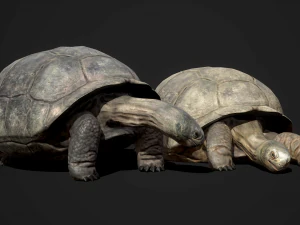 galapagos tortoise - game ready 3D Model