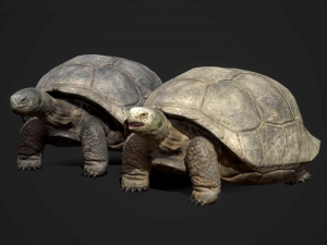 galapagos tortoise - game ready Modelo 3D