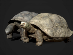 galapagos tortoise - game ready Modelo 3D