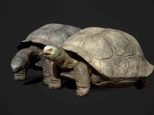 galapagos tortoise - game ready 3D Model