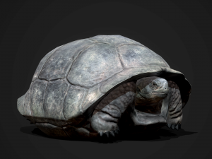 galapagos tortoise - game ready Modelo 3D