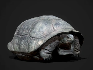 galapagos tortoise - game ready 3D Model