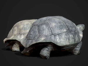 galapagos tortoise - game ready Modelo 3D