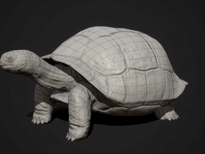galapagos tortoise - game ready Modelo 3D