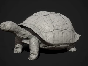 galapagos tortoise - game ready 3D Model