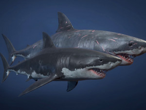 great white sharks - game ready Modelo 3D