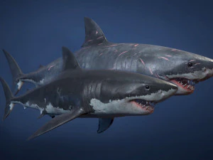 great white sharks - game ready 3D Model