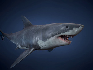 great white sharks - game ready Modelo 3D