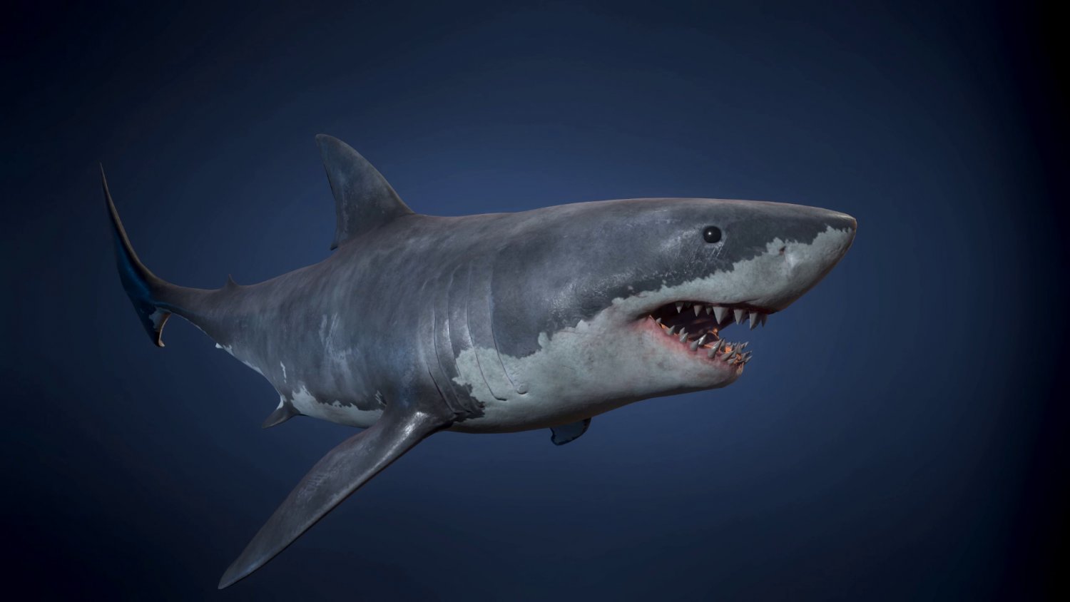 3D model Great White Shark - Game Ready VR / AR / low-poly rigged animated
