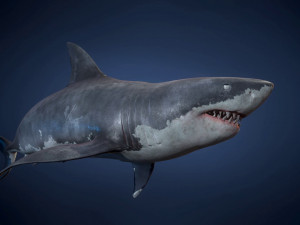 great white sharks - game ready Modelo 3D