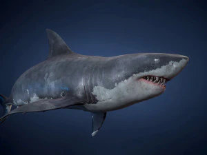 great white sharks - game ready 3D Model