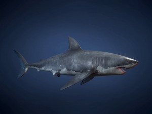 great white sharks - game ready Modelo 3D