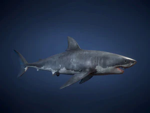 great white sharks - game ready 3D Model