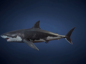 great white sharks - game ready Modelo 3D