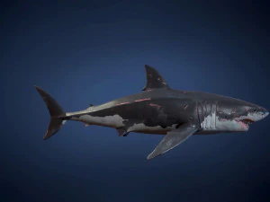great white sharks - game ready 3D Model