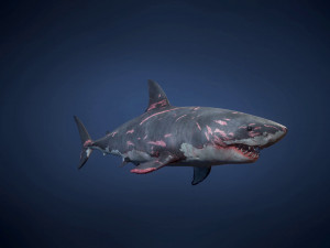 great white sharks - game ready Modelo 3D