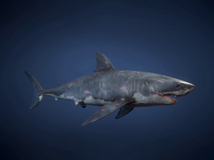 great white sharks - game ready Modelo 3D