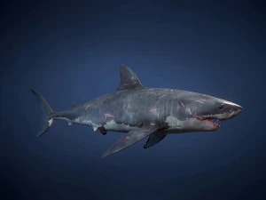 great white sharks - game ready 3D Model
