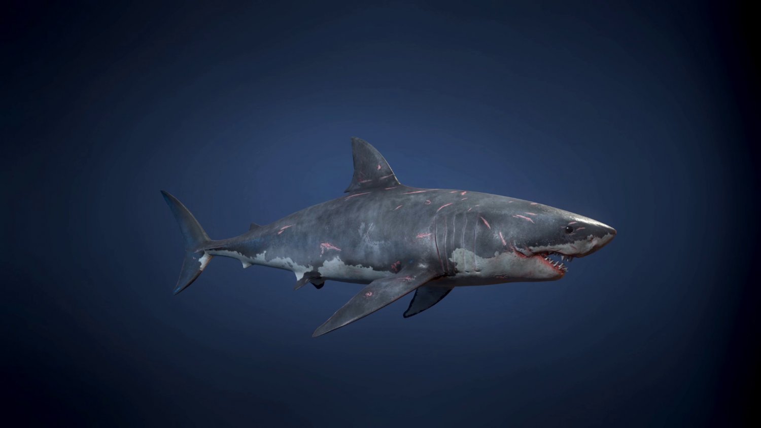3D model Great White Shark - Game Ready VR / AR / low-poly rigged animated