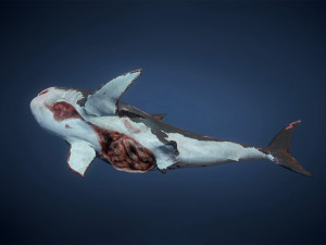 great white sharks - game ready Modelo 3D
