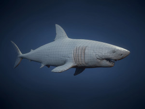 great white sharks - game ready Modelo 3D