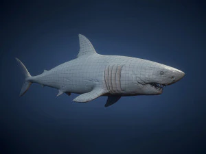 great white sharks - game ready 3D Model