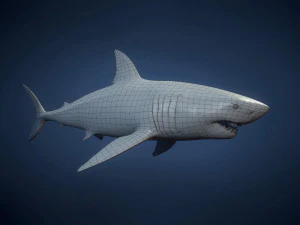great white sharks - game ready 3D Model