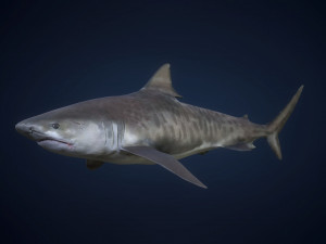 tiger shark - game ready Modelo 3D