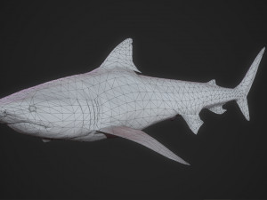 tiger shark - game ready Modelo 3D
