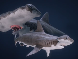 シュモクザメ 3Dモデル