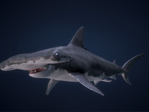 hammerhead shark 3D Model