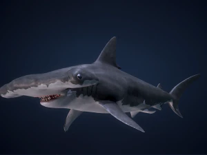 シュモクザメ 3Dモデル