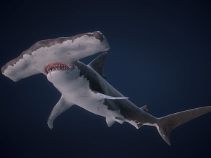 hammerhead shark 3D Model