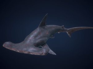 hammerhead shark 3D Model