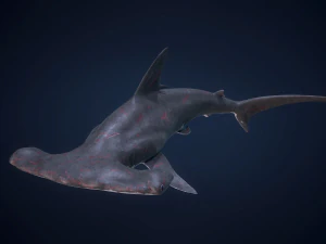 シュモクザメ 3Dモデル