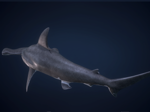 hammerhead shark 3D Model
