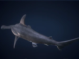 シュモクザメ 3Dモデル