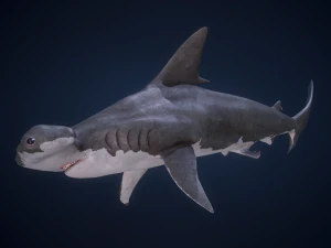 シュモクザメ 3Dモデル