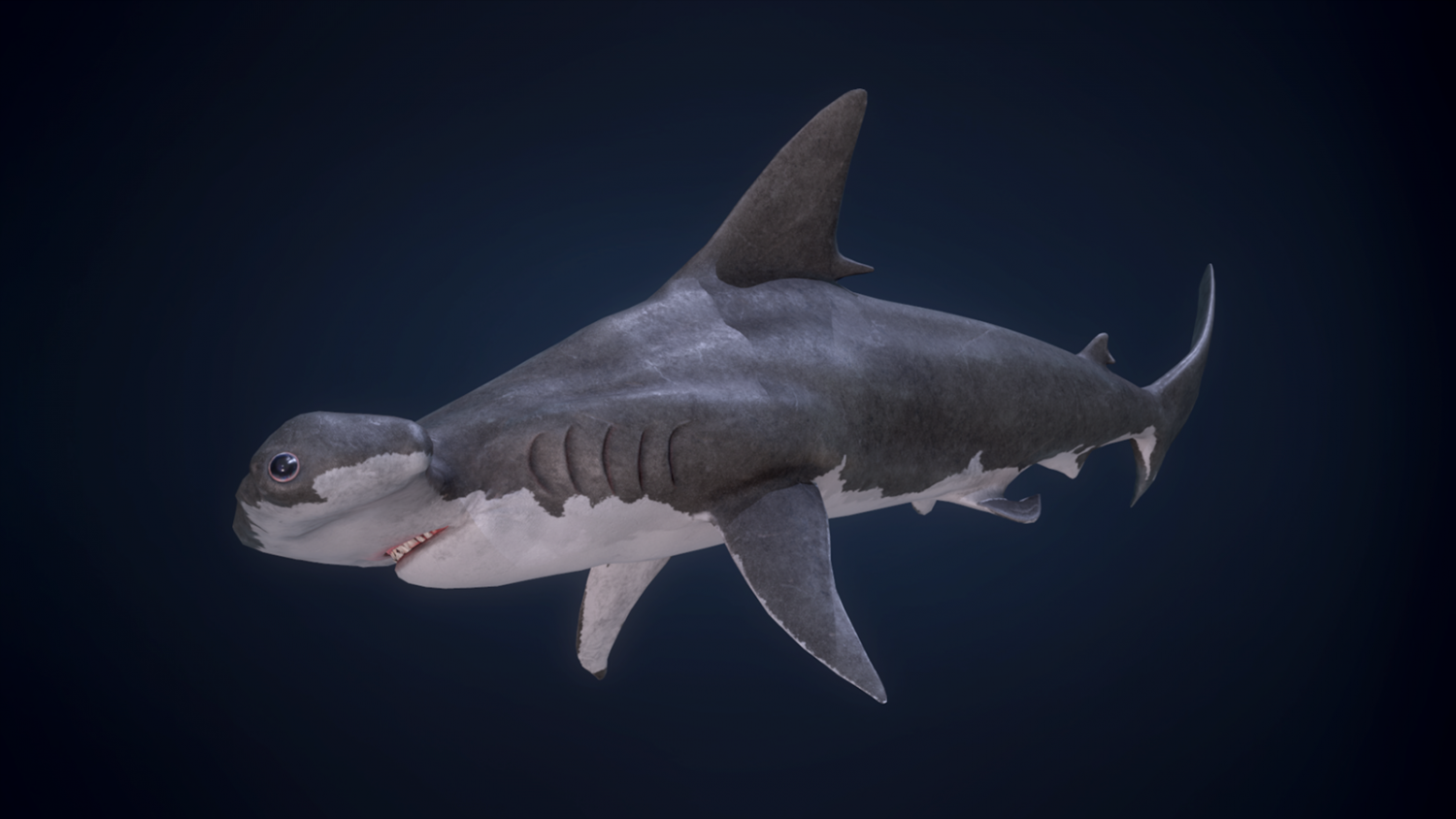 Tubarão Martelo / Hammerhead Shark - PlayGround Game Store