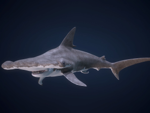 hammerhead shark 3D Model