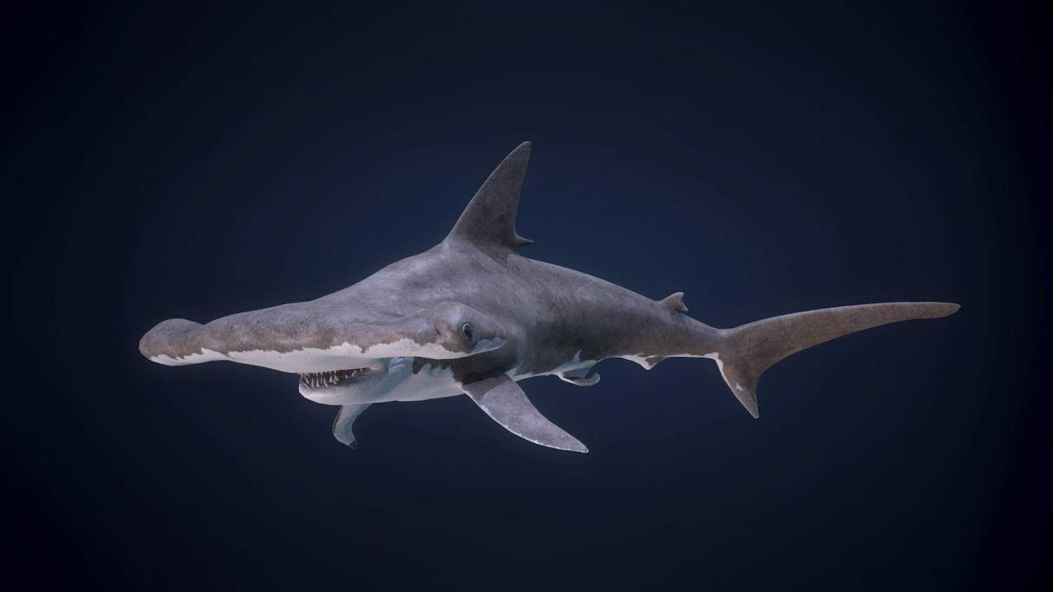 Tubarão Martelo / Hammerhead Shark - PlayGround Game Store